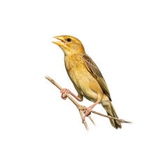 Female Baya Weaver perched on a thin branch with beak open, displaying soft brown plumage and delicate markings against a clean white background.