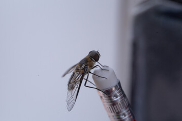 A fly sitting on the rubber at the end of a pencil