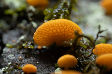 A group of orange mushrooms growing on a log