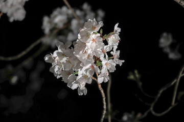 March 28 2025 Cherry Blossom Branches Against a Stark Dark Background
