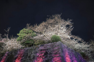 March 28 2025 Illuminated Cherry Blossom Trees Over Stone Wall at Night