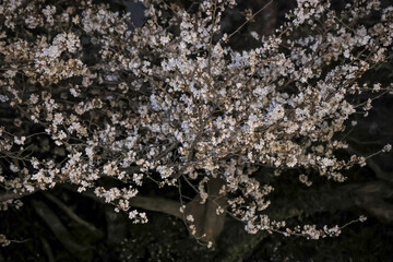 March 28 2025 Beautiful Blossom Trees Illuminated Against a Night Sky