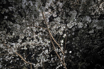 March 28 2025 Beautiful Blossom Trees Illuminated Against a Night Sky