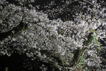 March 28 2025 Beautiful Blossom Trees Illuminated Against a Night Sky