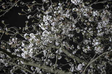 March 28 2025 Beautiful Blossom Trees Illuminated Against a Night Sky
