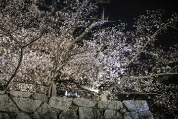 March 28 2025 Beautiful Blossom Trees Illuminated Against a Night Sky