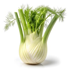 Trieste Fennel Plump White Bulb with Fresh Feathery Green Fronds in Crisp Studio Still Life on Clean White Background
