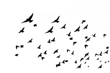 Birds flying in a natural vie...