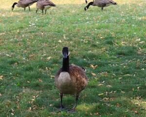 Canada goose（カナダ雁）
