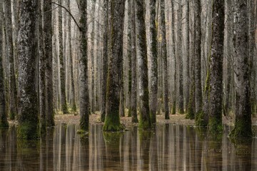 Misty forest floor flooded with water, reflecting tall trees
