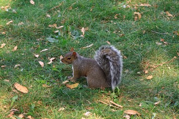 Obraz premium リスの横顔