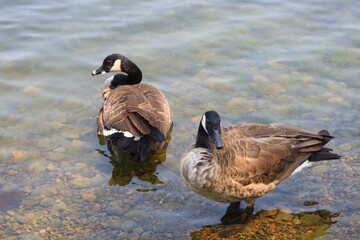 Canada goose（カナダ雁）