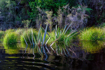 Westland Tai Poutini National Park, South Island, New Zealand