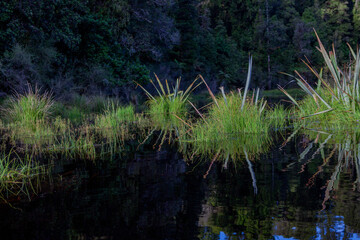 Westland Tai Poutini National Park, South Island, New Zealand