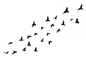 Flying birds silhouettes on w...