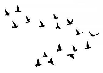Flying birds silhouettes on w...