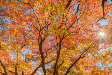 カエデの紅葉