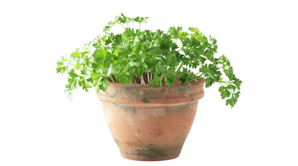 Fototapeta premium A vibrant green herb plant in a rustic terracotta pot, set against a plain background, showcasing its lush foliage, perfect for culinary use and home gardening