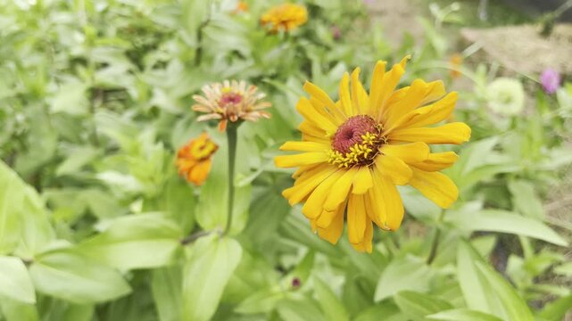 Flowers zinnia elegans. Flowers in the garden. Assortment of pink-shaded zinnias in a flower patch. Vines of zinnia elegans flowers in the field with sunflowers and wildflowers, field, blooming, red