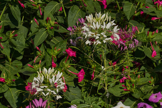 Cleome blooms in the garden. Cleome (lat. Cleome) is a genus of annual or biennial plants of the Cleomaceae family.