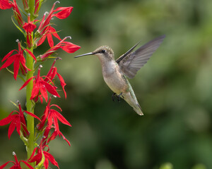Ruby-throated Hummingbird feeding on Red Cardinal plant 