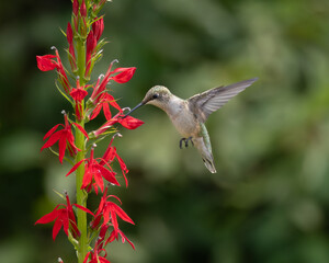 Ruby-throated Hummingbird feeding on Red Cardinal plant 