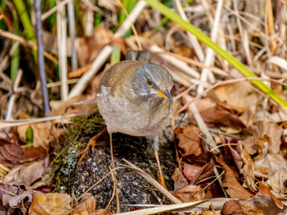 地面を歩くシロハラ
