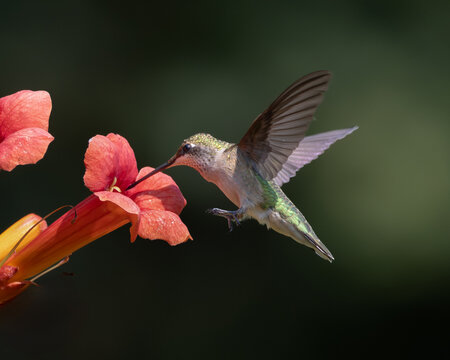 Ruby-throated Hummingbird feeding on trumpet vine flower
