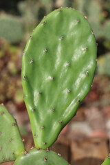 kaktus opuncja Opuntia humifusa cv Meran