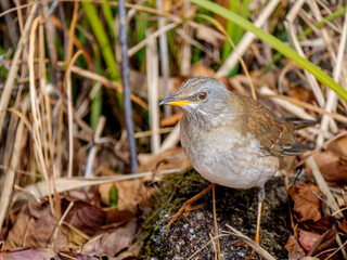 地面を歩くシロハラ