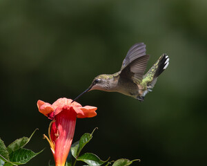 Ruby-throated Hummingbird feeding on trumpet vine