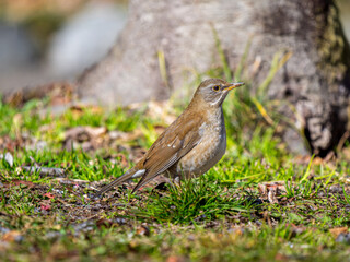 地面を歩くシロハラ