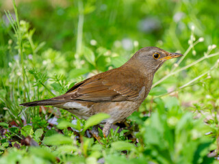 地面を歩くシロハラ