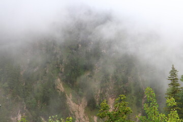 Foggy forested mountain with dense evergreen trees partially obscured by mist