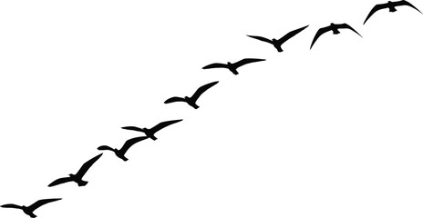 Bird flight motion silhouette, wing movement sequence, flying bird animation, aerodynamic study graphic, nature biology vector, black bird clipart