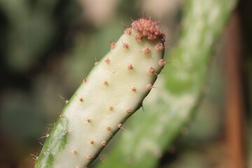 kaktus opuncja Opuntia monacantha Variegata f monstrosa