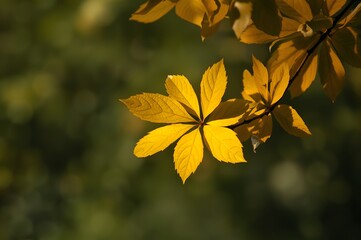 Obraz premium Golden yellow autumn leaves backlit by warm sunlight creating a beautiful natural pattern against a blurred green background