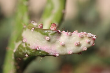 kaktus opuncja Opuntia monacantha Variegata f monstrosa