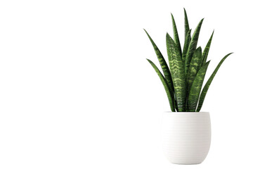 A vibrant green snake plant in a modern white pot, placed against a minimalist black background, showcasing its striking foliage and adding a touch of nature to contemporary decor