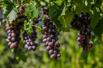 Several bunches of grapes hang from a vine. The grapes are a deep red-purple color with a light powdery film, known as "bloom," on their surface, indicating their freshness.