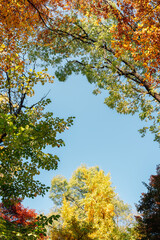 Autumn colorful maple forest low angle view in Seoul, Korea