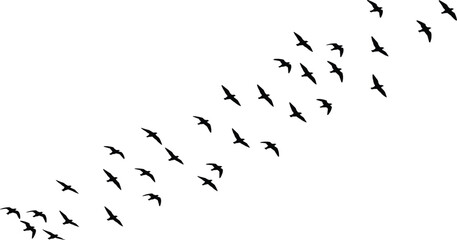 Flock of birds silhouette, diagonal flight formation, flying bird vector, nature wildlife clipart, black bird motion graphic, sky pattern