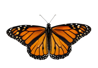 Fototapeta premium A monarch butterfly with orange and black wings isolated on transparent background