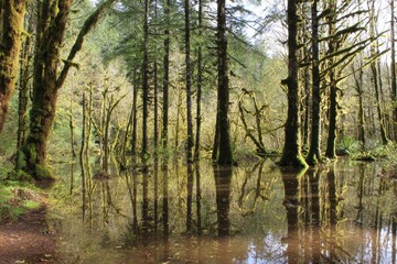 Forest reflections in a flooded area