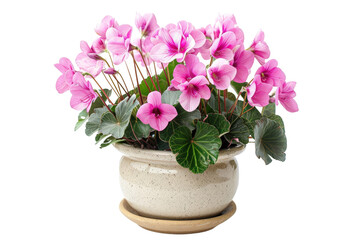 A vibrant display of pink cyclamen flowers in a decorative pot, showcasing lush green leaves, set against a neutral background, perfect for home decor or gardening inspiration