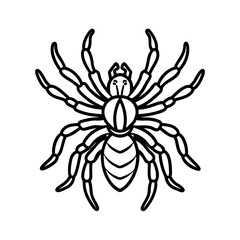 tarantula line art vector illustration on white