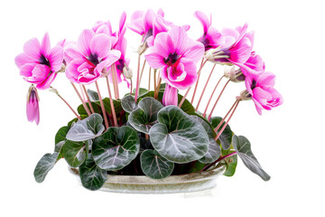 A vibrant arrangement of pink cyclamen flowers in a decorative pot, showcasing lush green leaves, set against a clean background, ideal for floral decor or gardening inspiration