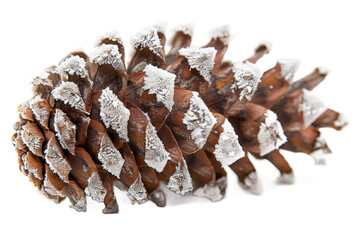 Close-up view of a pine cone showcasing intricate details of its scales and texture, set against a white background, ideal for nature-themed designs or educational materials