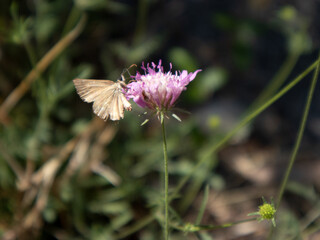 Farfalla su fiore