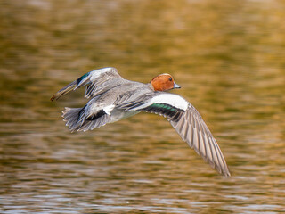 水辺を飛ぶヒドリガモ